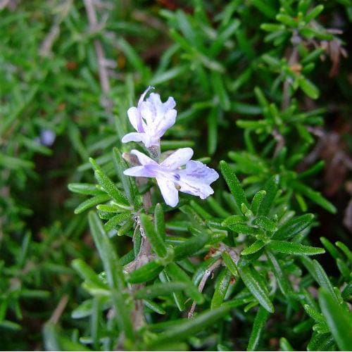 Rosmarinus officinalis - Future Forests