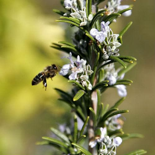 Rosmarinus officinalis - Future Forests