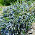 Rosmarinus officinalis (Prostratus Group) Capri