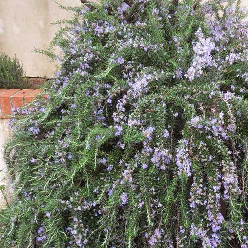 Rosmarinus officinalis (Prostratus Group) Capri