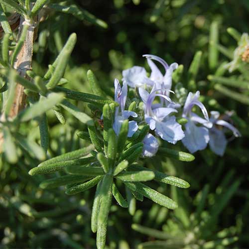 Rosmarinus officinalis (Prostratus Group) Capri