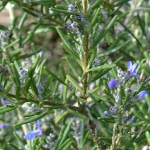 Rosmarinus officinalis Fota Blue