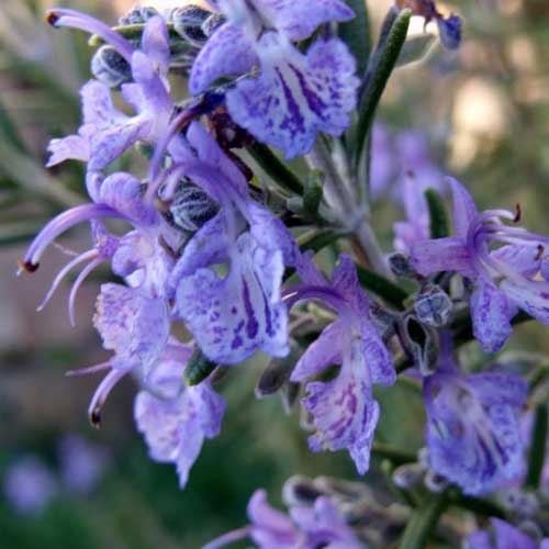 Rosmarinus officinalis Fota Blue