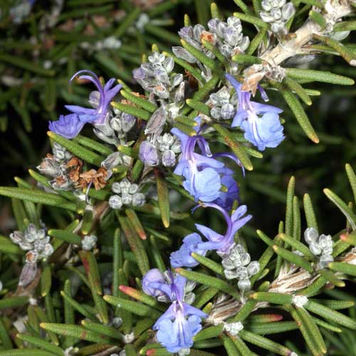 Rosmarinus officinalis Fota Blue