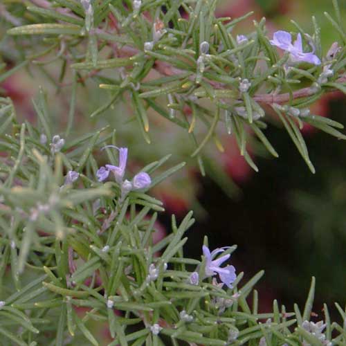 Rosmarinus officinalis Fota Blue