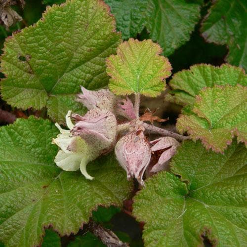 Rubus Betty Ashburner