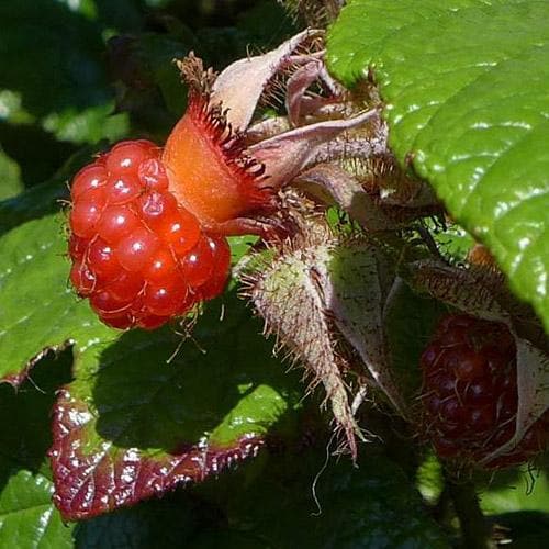 Rubus Betty Ashburner Pot | 9cm / Young plant