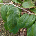 Rubus calophyllus