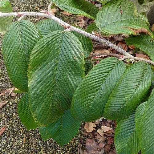 Rubus calophyllus