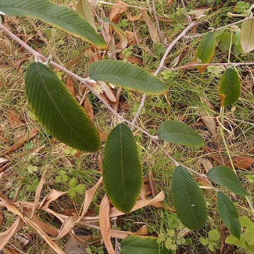 Rubus calophyllus