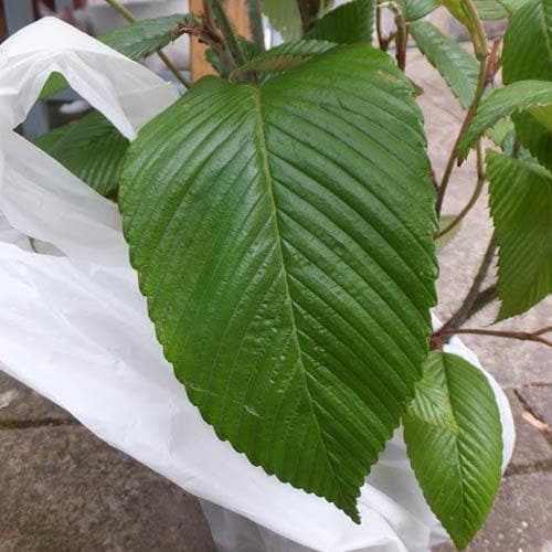 Rubus calophyllus