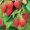 Raspberry Tulameen - Summer Fruiting