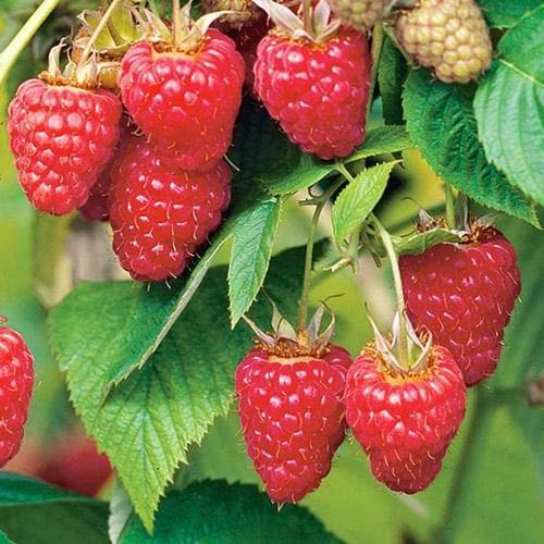 Raspberry Tulameen - Summer Fruiting Bareroot / 1yr / Pack of 5