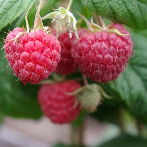 Raspberry Tulameen - Summer Fruiting