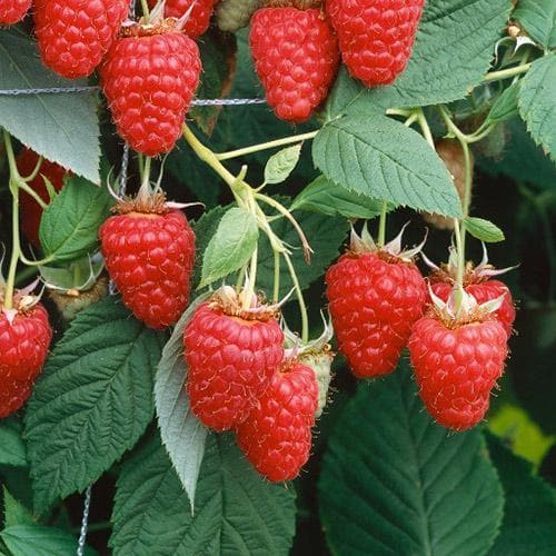 Raspberry Tulameen - Summer Fruiting