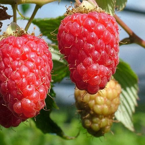 Raspberry Tulameen - Summer Fruiting