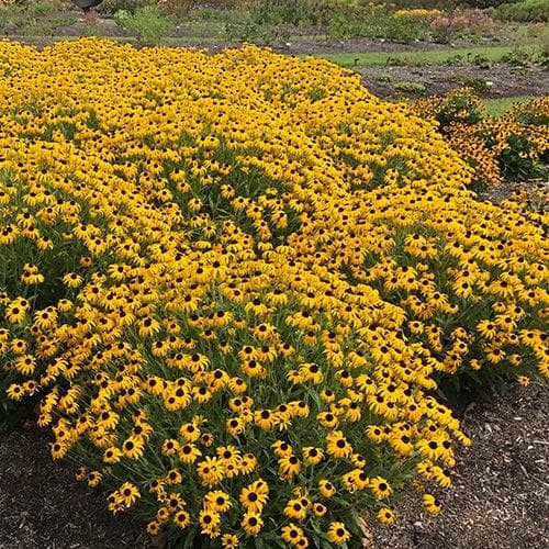 Rudbeckia fulgida American Gold Rush