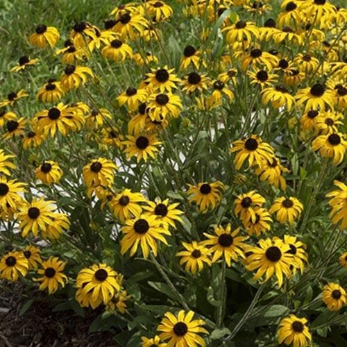 Rudbeckia fulgida American Gold Rush