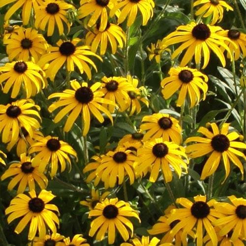 Rudbeckia fulgida American Gold Rush