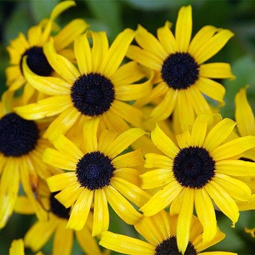 Rudbeckia fulgida American Gold Rush