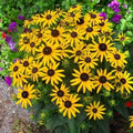 Rudbeckia fulgida Little Goldstar