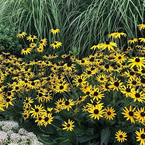 Rudbeckia fulgida Little Goldstar