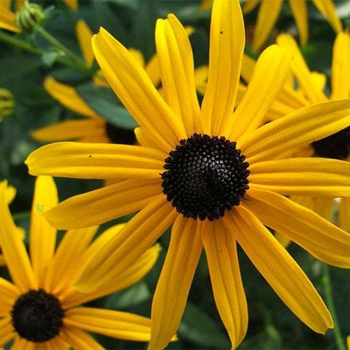 Rudbeckia fulgida Little Goldstar