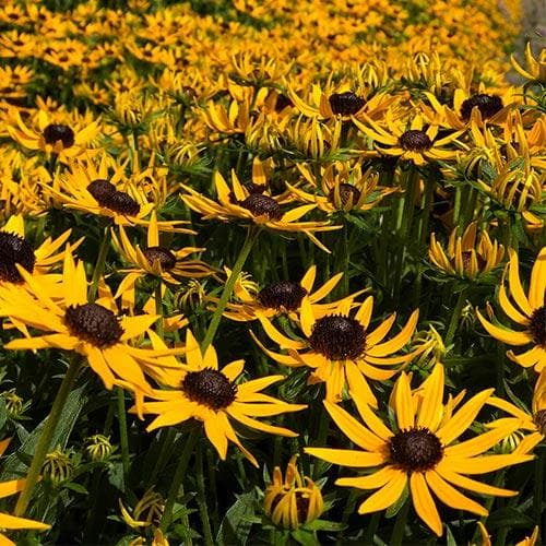 Rudbeckia fulgida Little Goldstar