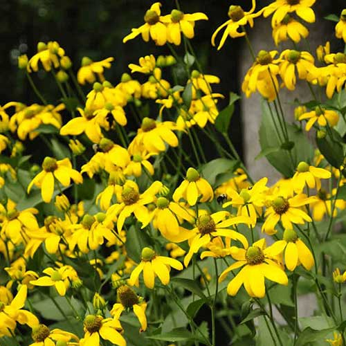 Rudbeckia laciniata Herbstsonne