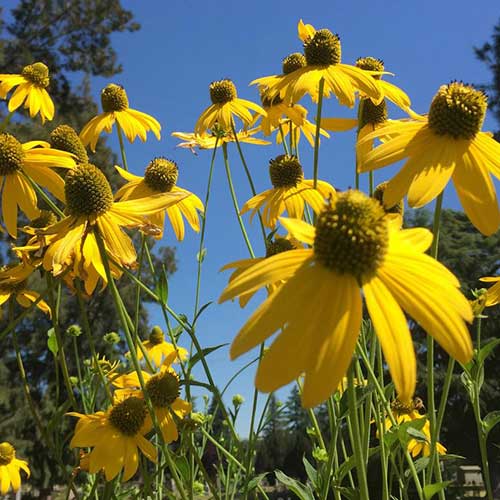 Rudbeckia laciniata Herbstsonne