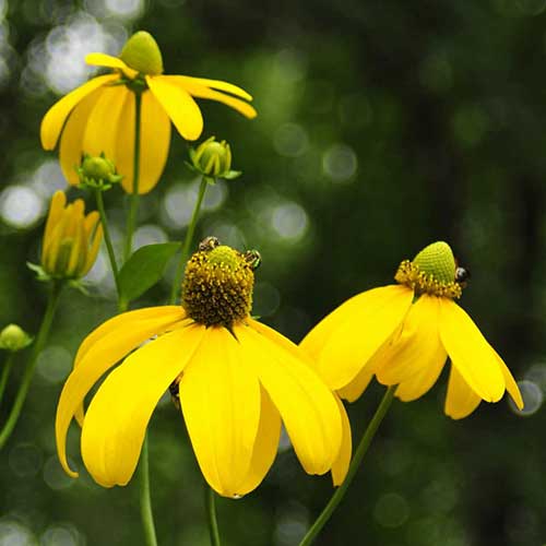 Rudbeckia laciniata Herbstsonne