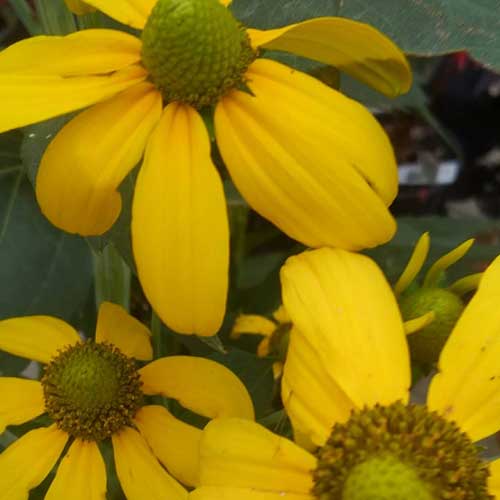 Rudbeckia laciniata Herbstsonne