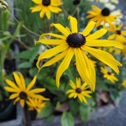 Rudbeckia Goldsturm
