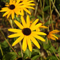 Rudbeckia Goldsturm