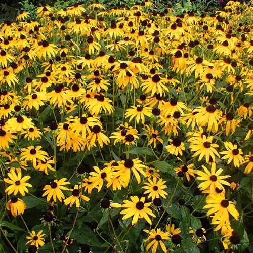 Rudbeckia Goldsturm