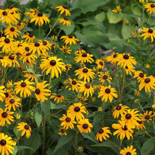 Rudbeckia Goldsturm