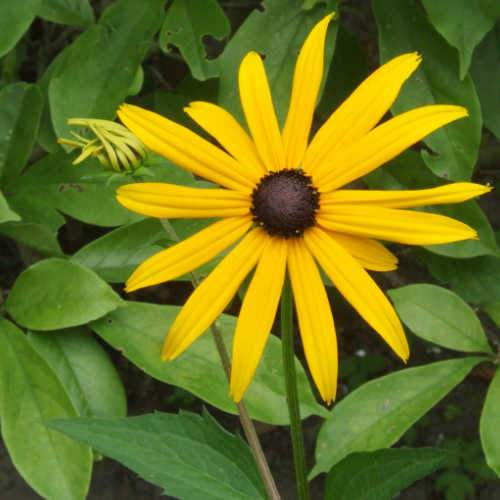 Rudbeckia Goldsturm