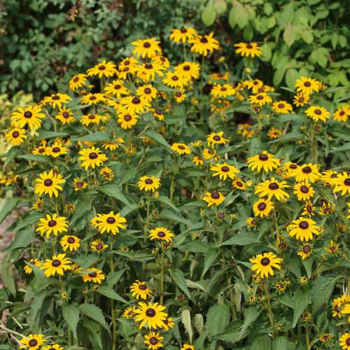 Rudbeckia Goldsturm