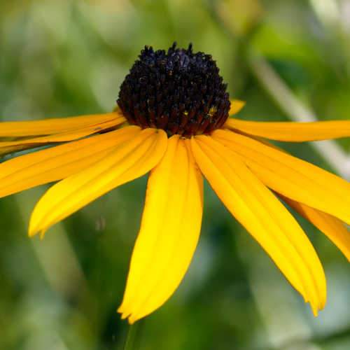 Rudbeckia Goldsturm