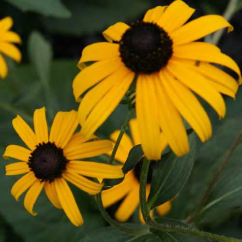 Rudbeckia Goldsturm