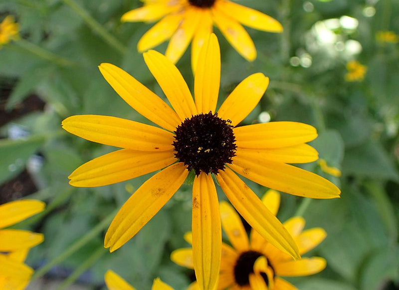 Rudbeckia fulgida var. deamii