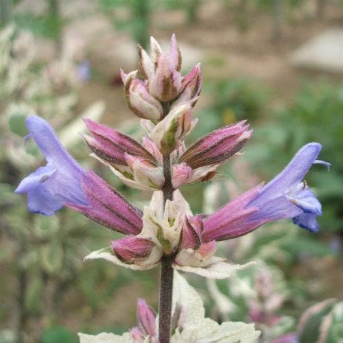 Sage, Tricolor - Future Forests