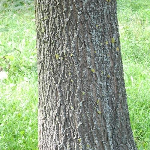 Salix alba - White Willow - Future Forests