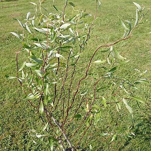 Salix x sepulcralis Dart's Snake