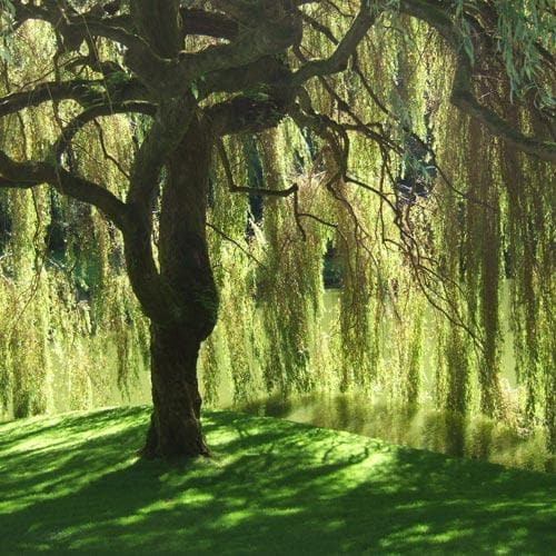 Salix babylonica pendula - Weeping Willow - Future Forests