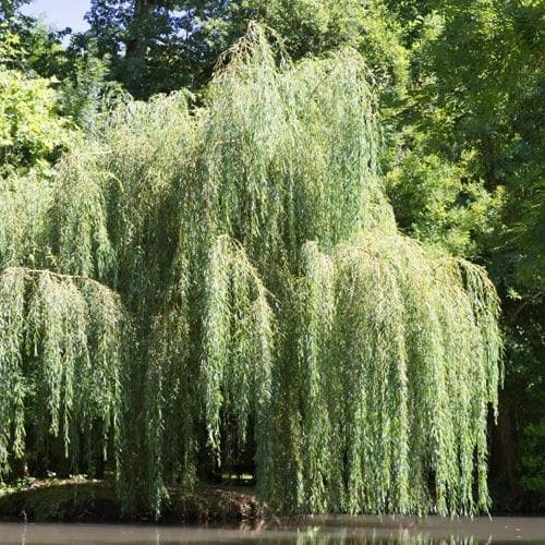 Salix babylonica pendula - Weeping Willow - Future Forests