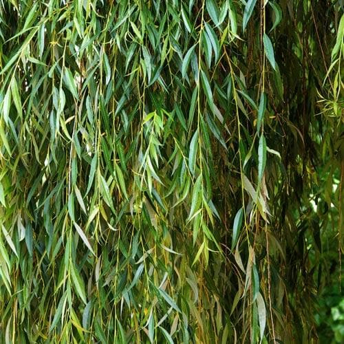 Salix babylonica pendula - Weeping Willow - Future Forests