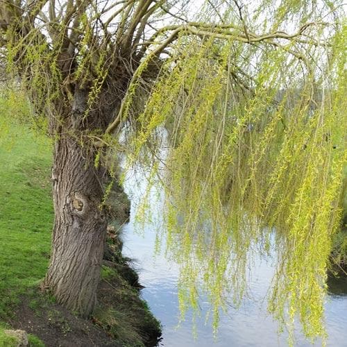 Salix babylonica pendula - Weeping Willow - Future Forests