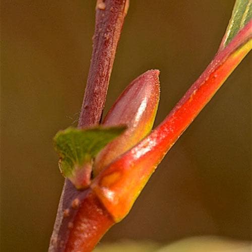 Salix gracilistyla Melanostachys - Future Forests