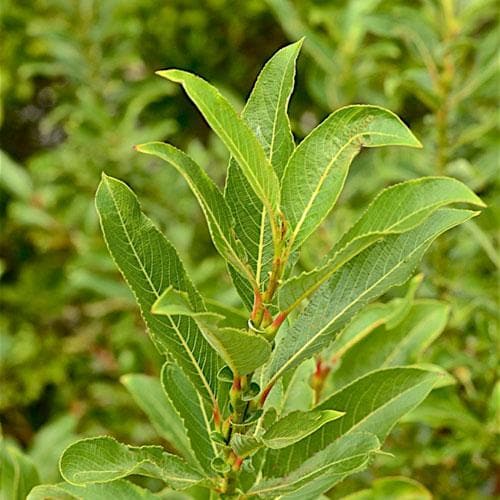 Salix gracilistyla Melanostachys - Future Forests